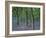 Bluebells Flowering in Oak Wood, Scotland, Peduncluate Oaks (Quercus Robur)-Niall Benvie-Framed Photographic Print