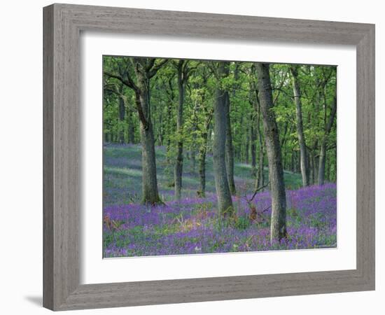 Bluebells Flowering in Oak Wood, Scotland, Peduncluate Oaks (Quercus Robur)-Niall Benvie-Framed Photographic Print