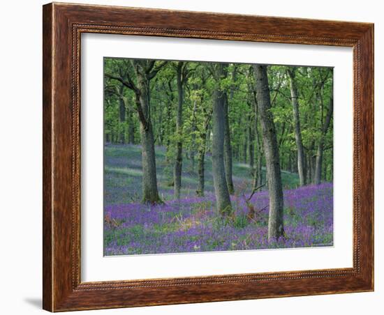 Bluebells Flowering in Oak Wood, Scotland, Peduncluate Oaks (Quercus Robur)-Niall Benvie-Framed Photographic Print