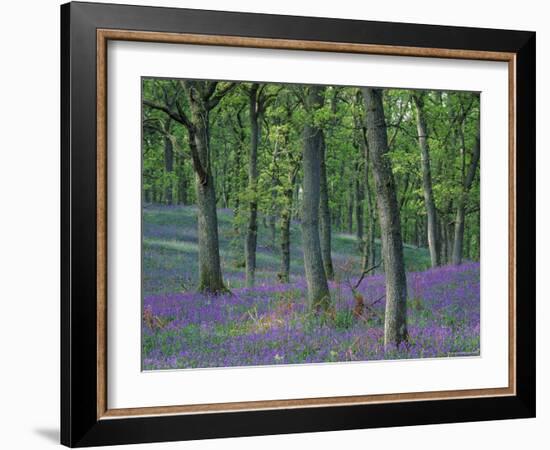 Bluebells Flowering in Oak Wood, Scotland, Peduncluate Oaks (Quercus Robur)-Niall Benvie-Framed Photographic Print