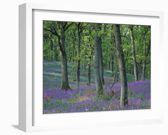 Bluebells Flowering in Oak Wood, Scotland, Peduncluate Oaks (Quercus Robur)-Niall Benvie-Framed Photographic Print