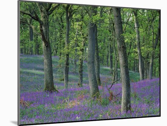 Bluebells Flowering in Oak Wood, Scotland, Peduncluate Oaks (Quercus Robur)-Niall Benvie-Mounted Photographic Print