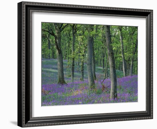 Bluebells Flowering in Oak Wood, Scotland, Peduncluate Oaks (Quercus Robur)-Niall Benvie-Framed Photographic Print