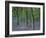 Bluebells Flowering in Oak Wood, Scotland, Peduncluate Oaks (Quercus Robur)-Niall Benvie-Framed Photographic Print