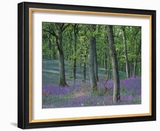 Bluebells Flowering in Oak Wood, Scotland, Peduncluate Oaks (Quercus Robur)-Niall Benvie-Framed Photographic Print