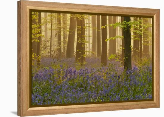 Bluebells Flowering in Wood, Dawn Light, in Beech Wood, Hallerbos, Belgium-Biancarelli-Framed Premier Image Canvas