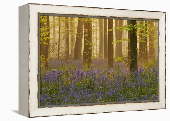 Bluebells Flowering in Wood, Dawn Light, in Beech Wood, Hallerbos, Belgium-Biancarelli-Framed Premier Image Canvas