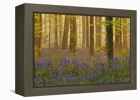 Bluebells Flowering in Wood, Dawn Light, in Beech Wood, Hallerbos, Belgium-Biancarelli-Framed Premier Image Canvas