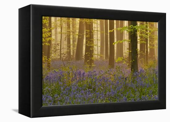 Bluebells Flowering in Wood, Dawn Light, in Beech Wood, Hallerbos, Belgium-Biancarelli-Framed Premier Image Canvas