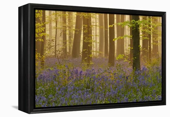 Bluebells Flowering in Wood, Dawn Light, in Beech Wood, Hallerbos, Belgium-Biancarelli-Framed Premier Image Canvas