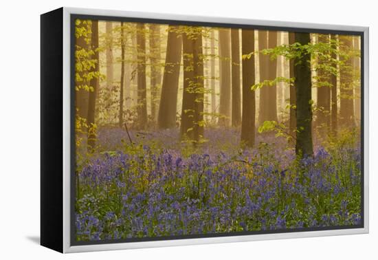 Bluebells Flowering in Wood, Dawn Light, in Beech Wood, Hallerbos, Belgium-Biancarelli-Framed Premier Image Canvas