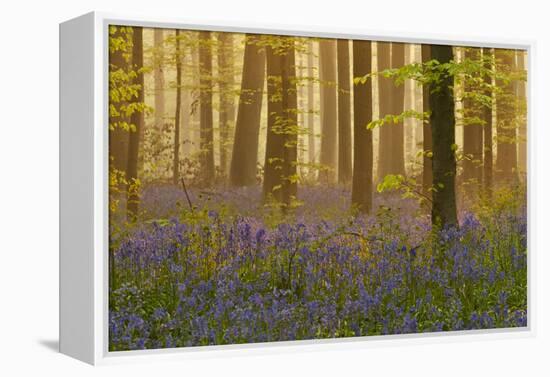 Bluebells Flowering in Wood, Dawn Light, in Beech Wood, Hallerbos, Belgium-Biancarelli-Framed Premier Image Canvas