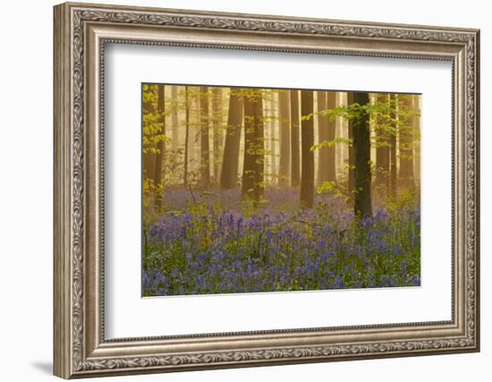 Bluebells Flowering in Wood, Dawn Light, in Beech Wood, Hallerbos, Belgium-Biancarelli-Framed Photographic Print