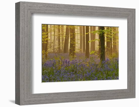 Bluebells Flowering in Wood, Dawn Light, in Beech Wood, Hallerbos, Belgium-Biancarelli-Framed Photographic Print