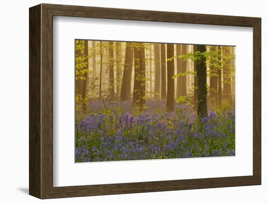 Bluebells Flowering in Wood, Dawn Light, in Beech Wood, Hallerbos, Belgium-Biancarelli-Framed Photographic Print