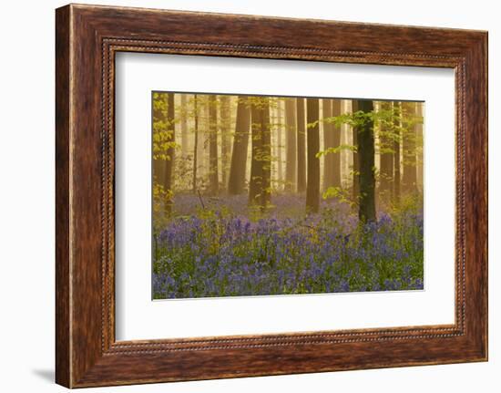 Bluebells Flowering in Wood, Dawn Light, in Beech Wood, Hallerbos, Belgium-Biancarelli-Framed Photographic Print