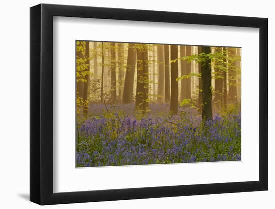 Bluebells Flowering in Wood, Dawn Light, in Beech Wood, Hallerbos, Belgium-Biancarelli-Framed Photographic Print