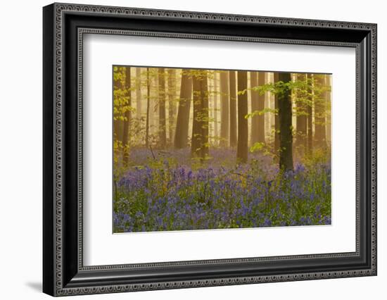 Bluebells Flowering in Wood, Dawn Light, in Beech Wood, Hallerbos, Belgium-Biancarelli-Framed Photographic Print