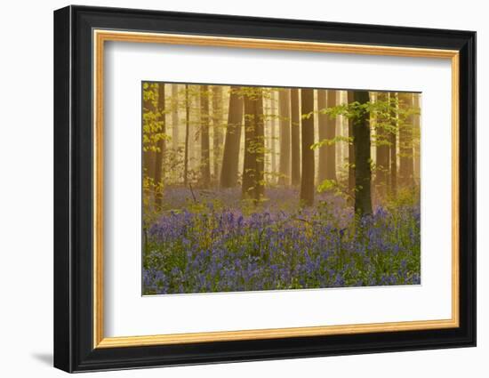 Bluebells Flowering in Wood, Dawn Light, in Beech Wood, Hallerbos, Belgium-Biancarelli-Framed Photographic Print