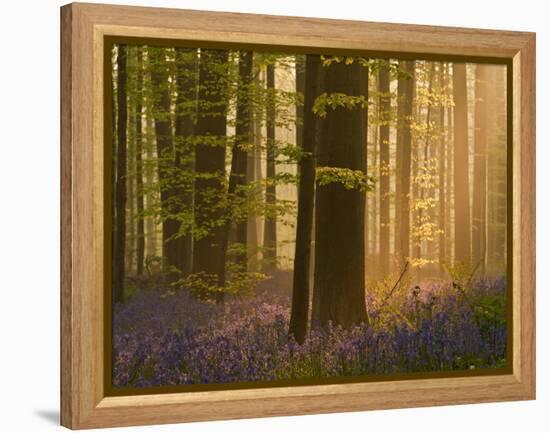 Bluebells Flowering in Wood, Dawn Light Shining Through Trees, Hallerbos, Belgium-Biancarelli-Framed Premier Image Canvas