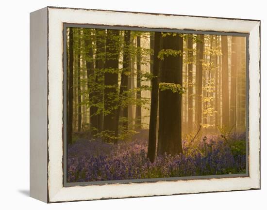 Bluebells Flowering in Wood, Dawn Light Shining Through Trees, Hallerbos, Belgium-Biancarelli-Framed Premier Image Canvas