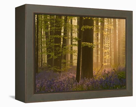 Bluebells Flowering in Wood, Dawn Light Shining Through Trees, Hallerbos, Belgium-Biancarelli-Framed Premier Image Canvas