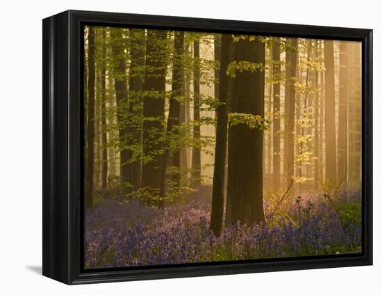 Bluebells Flowering in Wood, Dawn Light Shining Through Trees, Hallerbos, Belgium-Biancarelli-Framed Premier Image Canvas