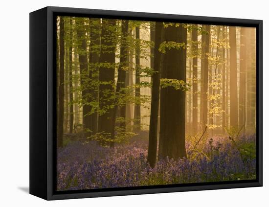 Bluebells Flowering in Wood, Dawn Light Shining Through Trees, Hallerbos, Belgium-Biancarelli-Framed Premier Image Canvas