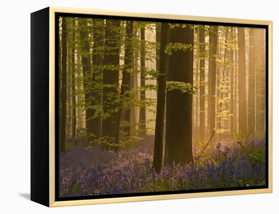 Bluebells Flowering in Wood, Dawn Light Shining Through Trees, Hallerbos, Belgium-Biancarelli-Framed Premier Image Canvas