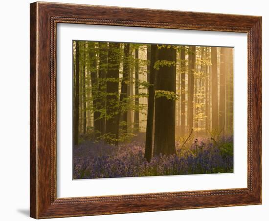 Bluebells Flowering in Wood, Dawn Light Shining Through Trees, Hallerbos, Belgium-Biancarelli-Framed Photographic Print