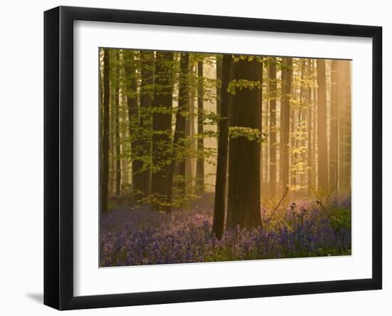 Bluebells Flowering in Wood, Dawn Light Shining Through Trees, Hallerbos, Belgium-Biancarelli-Framed Photographic Print