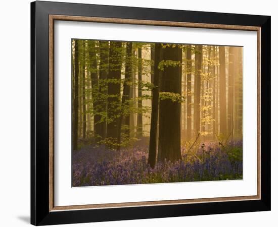 Bluebells Flowering in Wood, Dawn Light Shining Through Trees, Hallerbos, Belgium-Biancarelli-Framed Photographic Print