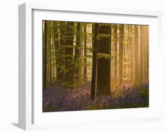 Bluebells Flowering in Wood, Dawn Light Shining Through Trees, Hallerbos, Belgium-Biancarelli-Framed Photographic Print