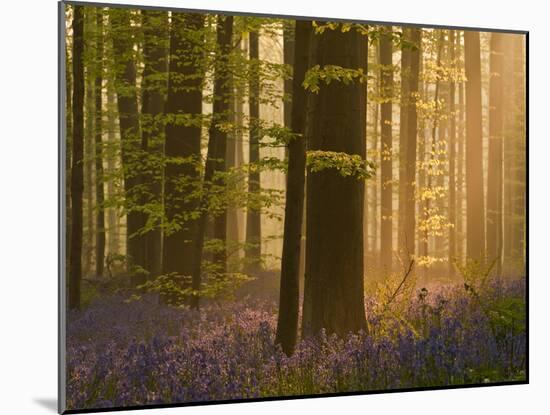 Bluebells Flowering in Wood, Dawn Light Shining Through Trees, Hallerbos, Belgium-Biancarelli-Mounted Photographic Print