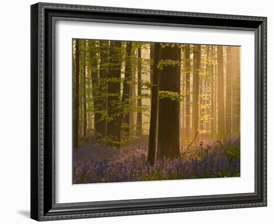 Bluebells Flowering in Wood, Dawn Light Shining Through Trees, Hallerbos, Belgium-Biancarelli-Framed Photographic Print