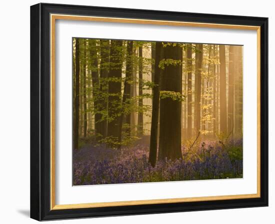 Bluebells Flowering in Wood, Dawn Light Shining Through Trees, Hallerbos, Belgium-Biancarelli-Framed Photographic Print