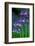 Bluebells flowering, Perthshire, Scotland-Laurie Campbell-Framed Photographic Print