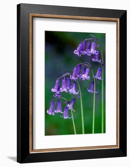 Bluebells flowering, Perthshire, Scotland-Laurie Campbell-Framed Photographic Print