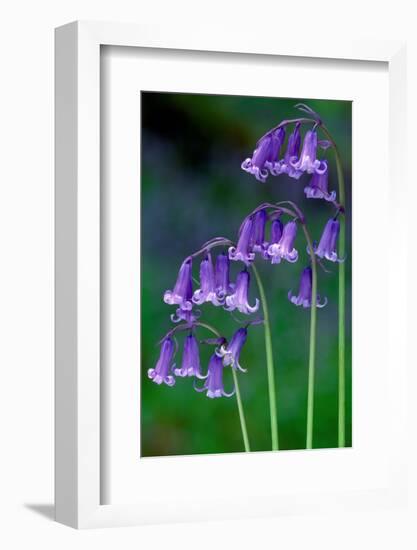 Bluebells flowering, Perthshire, Scotland-Laurie Campbell-Framed Photographic Print