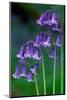 Bluebells flowering, Perthshire, Scotland-Laurie Campbell-Mounted Photographic Print