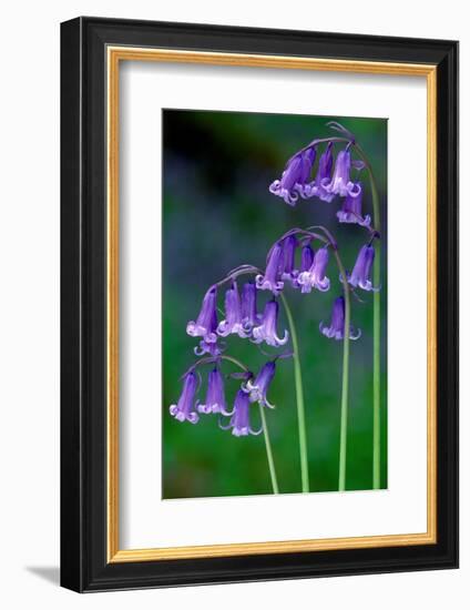 Bluebells flowering, Perthshire, Scotland-Laurie Campbell-Framed Photographic Print