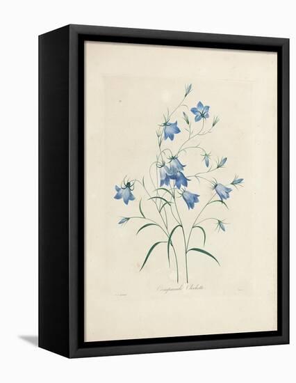 Bluebells, from 'Choix Des Plus Belles Fleurs Et Des Plus Beaux Fruits', 1827-33-Pierre-Joseph Redouté-Framed Premier Image Canvas