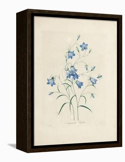 Bluebells, from 'Choix Des Plus Belles Fleurs Et Des Plus Beaux Fruits', 1827-33-Pierre-Joseph Redouté-Framed Premier Image Canvas