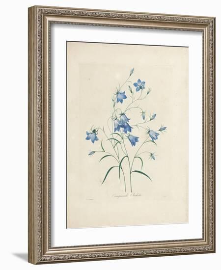 Bluebells, from 'Choix Des Plus Belles Fleurs Et Des Plus Beaux Fruits', 1827-33-Pierre-Joseph Redouté-Framed Giclee Print