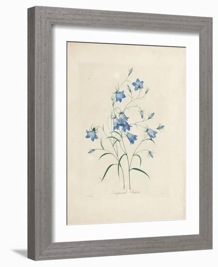 Bluebells, from 'Choix Des Plus Belles Fleurs Et Des Plus Beaux Fruits', 1827-33-Pierre-Joseph Redouté-Framed Giclee Print