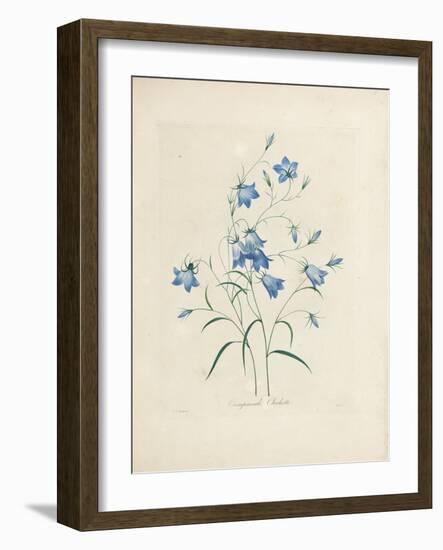 Bluebells, from 'Choix Des Plus Belles Fleurs Et Des Plus Beaux Fruits', 1827-33-Pierre-Joseph Redouté-Framed Giclee Print