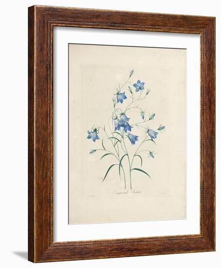 Bluebells, from 'Choix Des Plus Belles Fleurs Et Des Plus Beaux Fruits', 1827-33-Pierre-Joseph Redouté-Framed Giclee Print