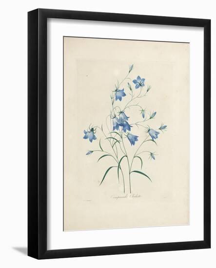 Bluebells, from 'Choix Des Plus Belles Fleurs Et Des Plus Beaux Fruits', 1827-33-Pierre-Joseph Redouté-Framed Giclee Print