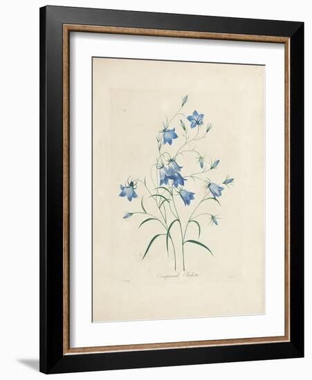 Bluebells, from 'Choix Des Plus Belles Fleurs Et Des Plus Beaux Fruits', 1827-33-Pierre-Joseph Redouté-Framed Giclee Print