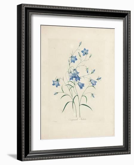 Bluebells, from 'Choix Des Plus Belles Fleurs Et Des Plus Beaux Fruits', 1827-33-Pierre-Joseph Redouté-Framed Giclee Print